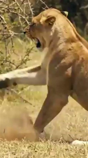 Most Amazing Animal Moments#animals