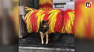 7.2K views · 99 reactions | Dog turns car wash into petting machine...