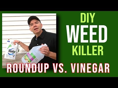 Quick Tip: Is DIY vinegar weed killer better than Roundup?