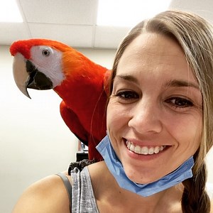 306K views · 487 shares | The best part of my job, summed up in 40 seconds. I love this bird. #rascal #rascalthescarletmacaw #scarlet #scarletmacaw #macaw #parrot #parrotstars #bird #parrotsofinstagram #parrotlover #parrotlife #birdsofinstagram #animals #animallover #pets_of_instagram #petparrot #petofig #pet #petbirb #birb #birbs #companionparrot #education #nutrition #arlingtonheights #illinois #chicago #chicagoland | Parrot Stars | Facebook