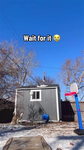 Dogs like to play with balls #dogsoftiktoktiktok #funnyvideo #funnydog #dog #fyp