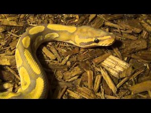 My Ball Python Collection May 2014