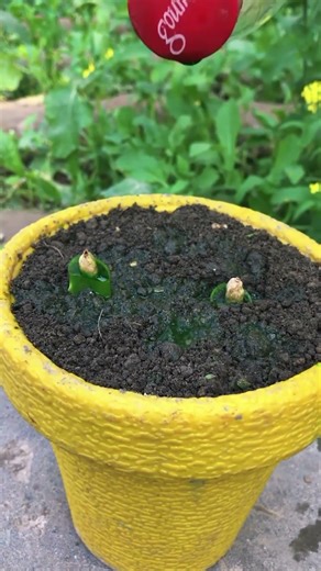 Grow Cardamom Faster Using Aloe Vera.