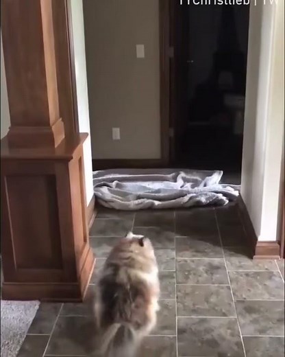 Blanket Dog Prank 🐶😂 Sassy Fluffy Dog Reacts To Disappearing Owner
