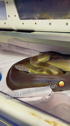 Papuan Python ✨ @newenglandreptile #newenglandreptile #newenglandreptiledistributors #nerd #papuanpython #python #pythons #pythonsoftiktok #pythonsofinstagram #snake #snakes #snakekeeper #snakesoftiktok #snakesofinstagram #snakelover #reptile #reptiles #reptilesofinstagram #reptilesoftiktok