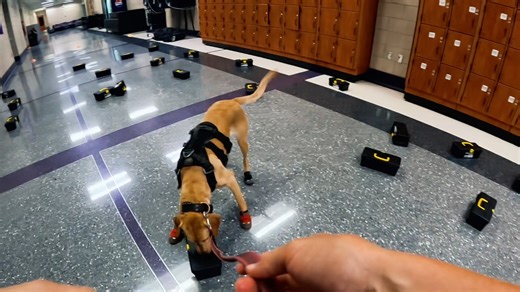 I don't just teach how to fix box smashing... I LIVED IT... As trainers, we are imperfect and sometimes training our dogs the way we have trained all of our previously dogs results in a completely different outcome! That was the case with Powder. I trained her just like her half sister, Brava, who has a lovely passive indication. Powder however turned nuclear... and I had to pivot and put a Trained Final Response on her. This workshop shows you how I did this... and all of the hard work and gene