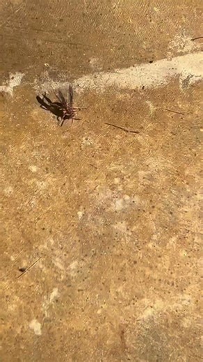 We don't relocate WASPS, We KILL them! #WaspRemoval