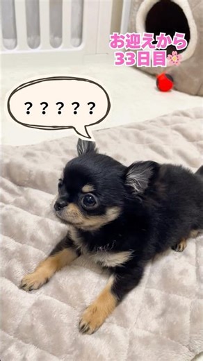 チワワのさくら｜お迎え33日目 伏せができたよ #チワワ #chihuahua #子犬のいる生活