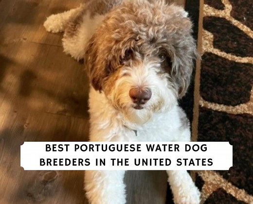 5 Best Portuguese Water Dog Breeders in the USA! - We Love Doodles