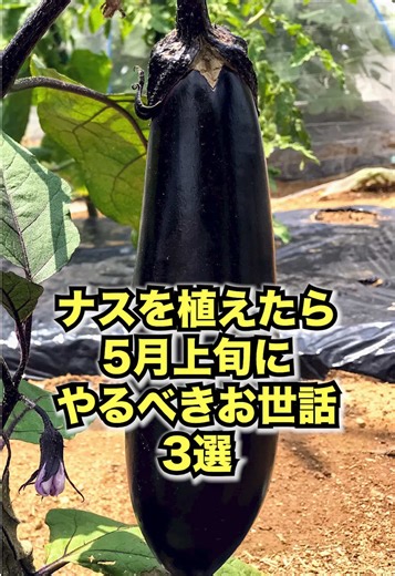 ナス栽培の基本: 5月上旬の3つのお世話