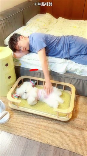 Wakes Up the Owner, But Sleeps Like a KING! 😂