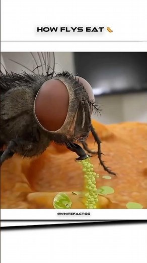 How Flies Actually Eat Your Food 🤮