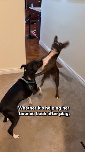 MYOS Canine and Muscle & Joint formula is a groundbreaking dog muscle supplement that helps build muscle and support joint health. Containing just two natural ingredients, our powerful Fortetropin® and Green Lipped Mussel this formulation helps to reduce muscle loss and boost daily movement and activity in senior dogs. | PetMeds