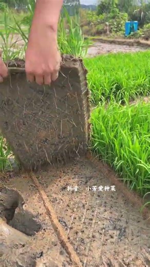 RZ589760 mini rotary tillage and ridging all-in one tree 🌲 short view