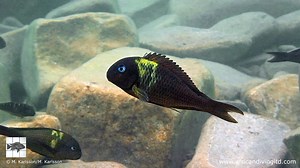 Tropheus at Maswa, Tanzania Come along to Lake Tanganyika and take a peek underwater at Maswa. In the shallows lives Tropheus sp. "Crescentic", whereas Tropheus duboisi is encountered in deeper waters. Video footage captured in December 2007. Get more information about Tropheus sp. "Crescentic" from African Diving Blog: http://blog.africandivingltd.com/2015/03/kushangaza-at-halembe-in-lake.html This month 20 years ago, our first website was published online. See screenshots of the typical appear