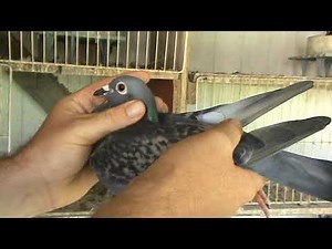 Campion columbofil dl Mirita Florin Dambovita Romania porumbei de matca 11 august 2018