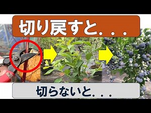 切り戻すとこうなる。切らないと、こうなる【ブルーベリー剪定】