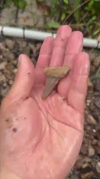 Megalodon tooth hunting