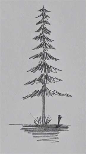 How to draw a simple pine tree #trending #art #drawing #sketch #simple #easy #tree #shorts #tutorial