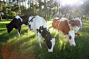 What FDA Has Said About Bovaer in Milk? Cow Feed Additive Under Scrutiny