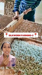 Silkworm Farming Process. #silkworm #SilkwormFarming #process | Ching Caruz Arcilla
