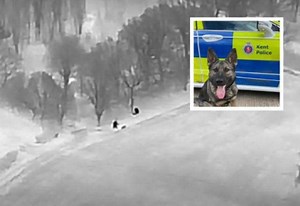 Police dog and drone help find fleeing suspect