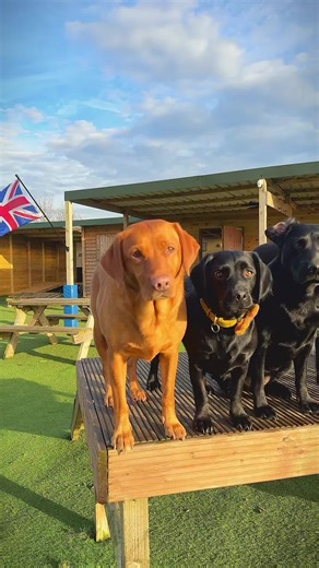 Golden hour looks good on our daycare dogs 😎🐾🐶 #sunset #goldenhour #dogs #dogtok