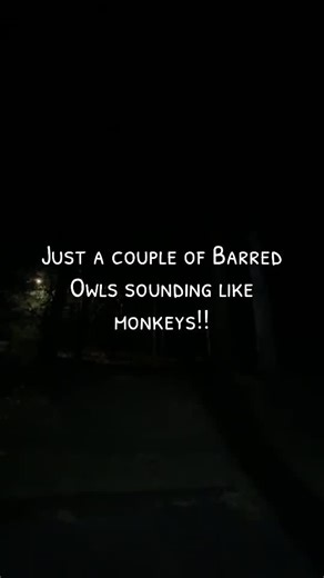 Barred Owls Sounding Like Monkeys in NC