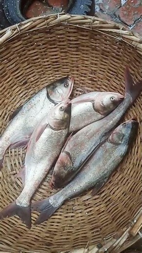 Amazing Busy Fish Market Fresh Fish Market Action #Shorts #fin_cuts_tv