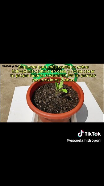 Escuela Hidroponica (@escuela.hidroponi) - ¿Hidroponía o cultivo en tierra? Descubre cuál es mejor para ti y empieza tu huerto hoy. 🌱💧 ¡Sígueme para más consejos de cultivo en casa! #Hidroponía #HuertoEnCasa #CultivoFácil