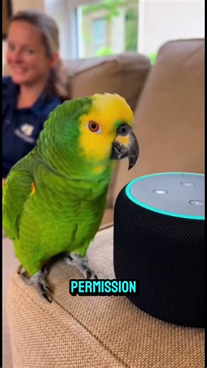 Talking Parrot vs Alexa | This Conversation Is Too Funny