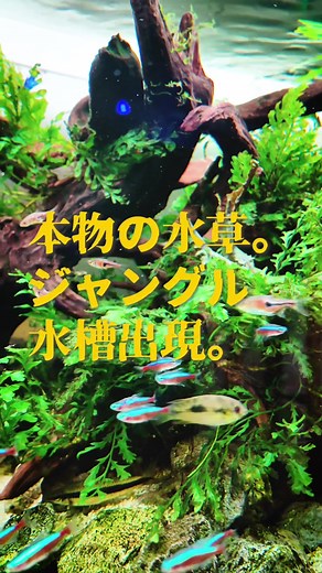 TikTokでアクアリウムプランナー／山縣さんをチェック！