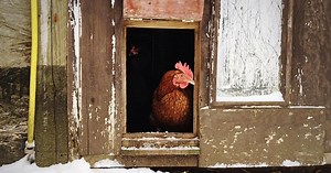 Comment nettoyer et désinfecter un poulailler ?