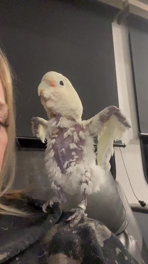 Angel the dancing cockatoo on TikTok