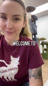 Litterbox issues can be fixed! Answer these discovery questions… #litterboxtips #litterbox #litterboxproblems #cats #tiptok #cattips #cathelp | The Cattery Cat Shelter