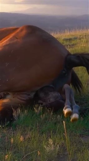 Mule Foal Born Beneath the Big Western Sky 🫏🌄 Quiet Ridge Moment #shorts