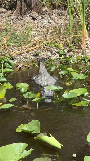 Experience Alligators on an Everglades Airboat Tour