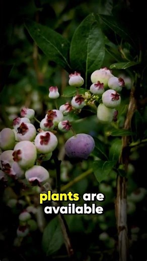 8 Foraging Edible Plants A Survival Guide