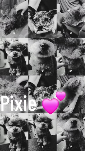Its so special to me that I have gotten know Pixie as a young dog, and now as a senior lady! #2026 now marks our journey together for 11 years, but she is older than that! #poodlemix #pixie #fyp #utah