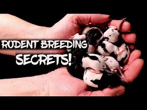 New tips and tricks for breeding rodents!