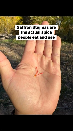 49 reactions · 5 comments | The actual saffron spice are the stigmas of the flower. There are 3 of them in each in most cases. We pick all the flowers in a day, bring them inside, and then separate them while chilling out. A lot of work to some, it’s meditative and calming for my mom and I. We love it!  #saffron #growingsaffron #farming #harvesting #separating #NewMexico #documentation | Jacob Torres | Facebook