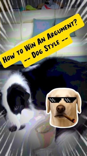 How to Win An Argument... Dog Style 🐕💨 #funny #dogs #shorts #bordercollie