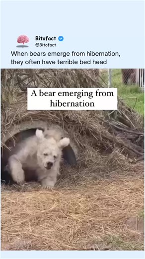 Bitofact | Educational Facts and Videos on Instagram: "When bears emerge from hibernation, they often look like they have extreme bed head, and there is a scientific reason for it. During months of hibernation, bears barely move, and their fur gets compressed, matted, and twisted from constant contact with the den floor. Unlike humans, bears do not groom or shed much while hibernating. When they finally wake up and step outside, their fur has not yet been loosened by movement, weather, or groomi