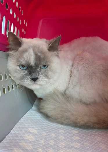 Grooming a Timid Birman Cat: Amira's Transformation