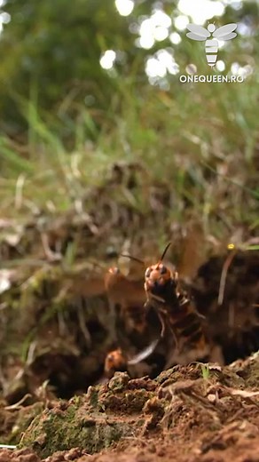 1.2K views · 19 reactions | Worker Bee Life Cycle: Adult Day 26 - Like in any other army, Scouts are vital for the Queen, To ensure a continuous flow of information Regarding the hive's surroundings  | OneQueen.ro | Facebook