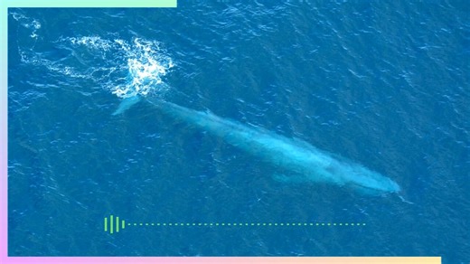 The Blue Whales Have Stopped Singing Reading by Tim Foley. | Caitlin Johnstone