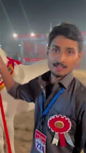 सिकंदर घोड़ा हनुमानगढ़ मेले का चैंपियन 2025 मिल्क theeh #runninghorse #horserider #horseworld #horse