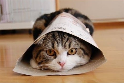 Maru, the Internet’s favourite box-loving cat, dies at 18 (VIDEO)