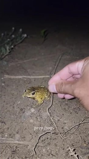 🎉 #TIMELAPSE, START to FINISH Alone BUILDLOG Cabin (Wooden House) #frog #froggy #froglets ks912