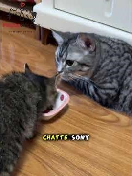 Abandoned kitten found on my doorstep… look how its life changed | Cat rescue ❤️
